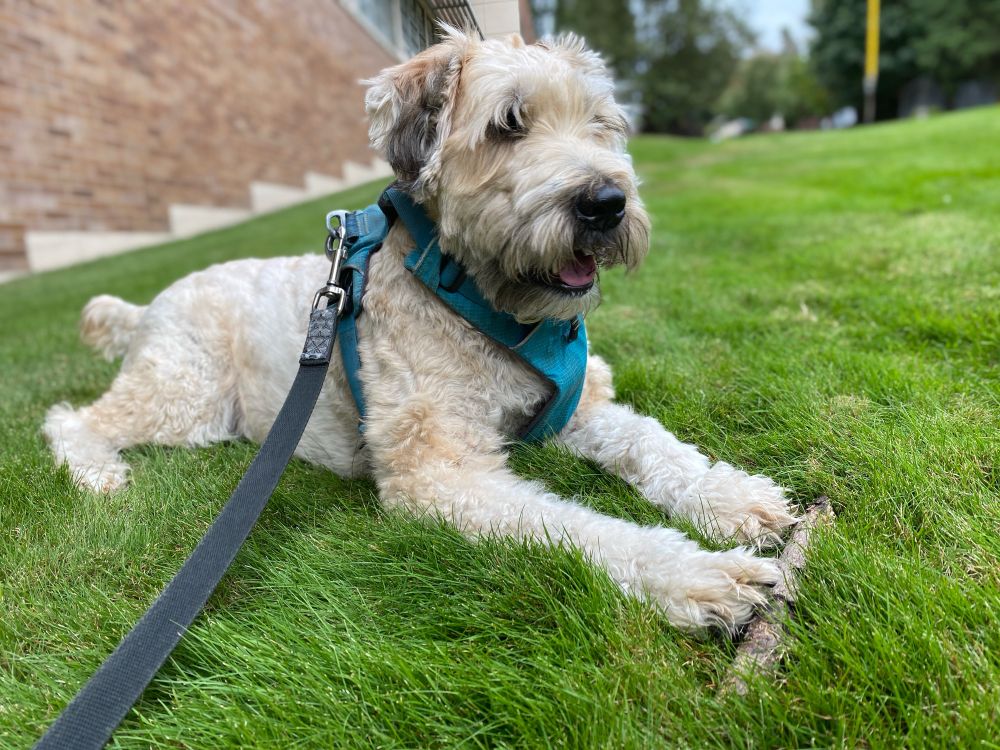 A wheaten terrier laying on the lawn, guarding his stick. 