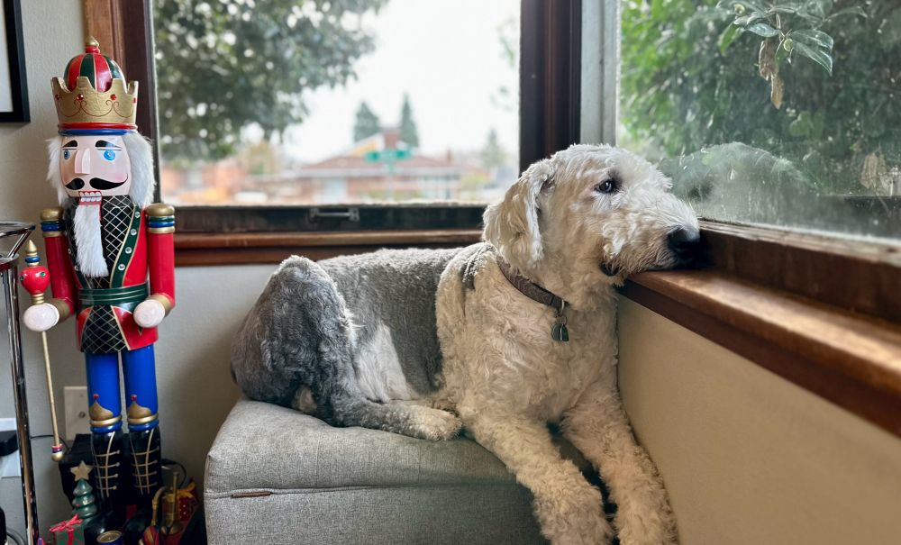 Stewie the sheepdog keeping watch over the neighborhood from his perch at the living room window. 