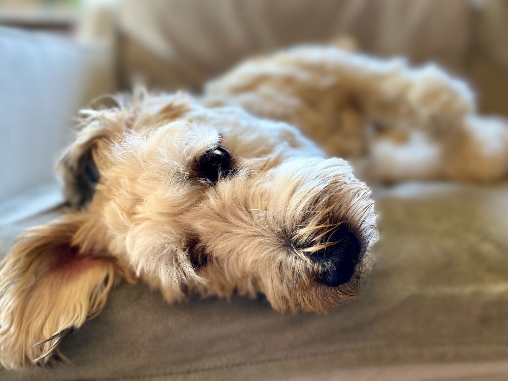 A wheaten terrier lays on a couch, contemplating life. 
