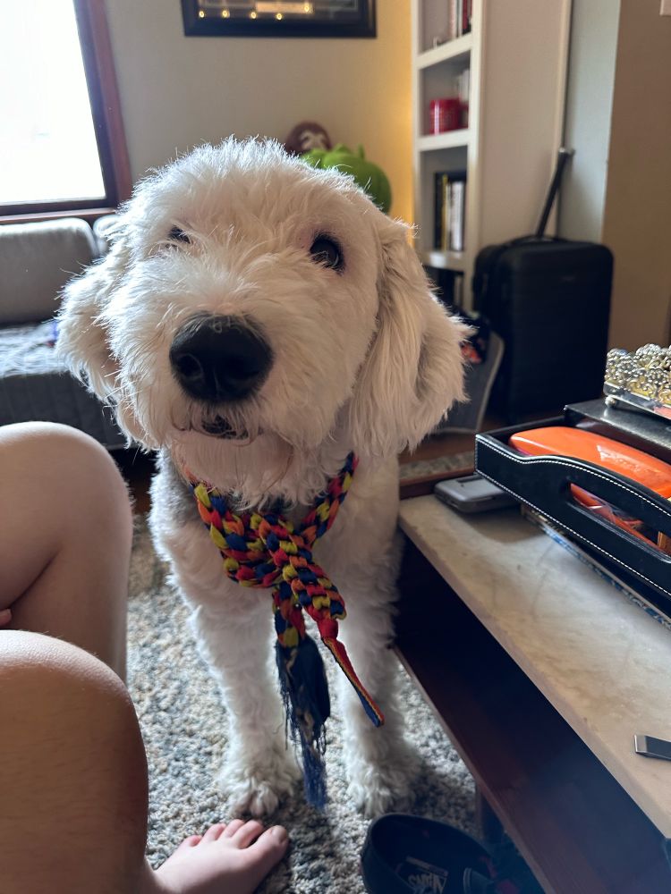 A sheepdog sporting a colorful scarf. 
