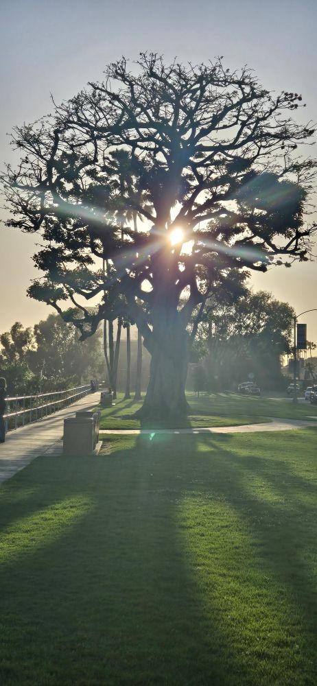 Picture of sunrays through a tree in Bluff Park, Long Beach, CA.