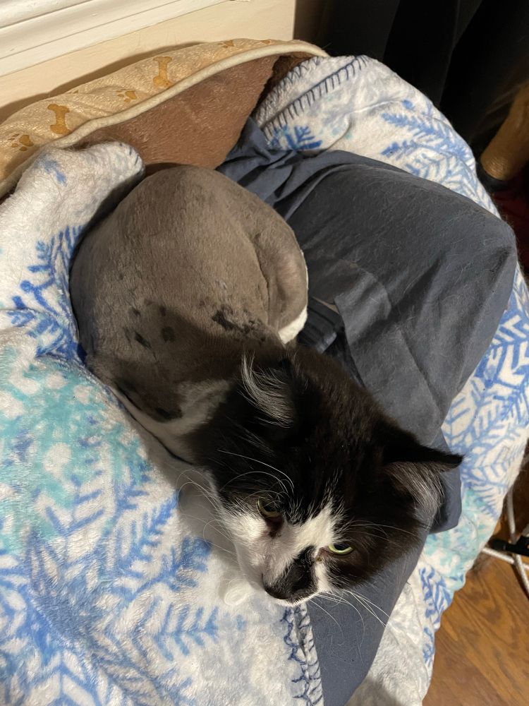 Another angle of jojo, he’s so little