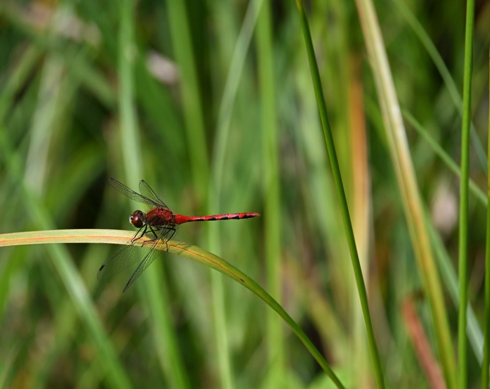 Red dragonfly on a blade of grass