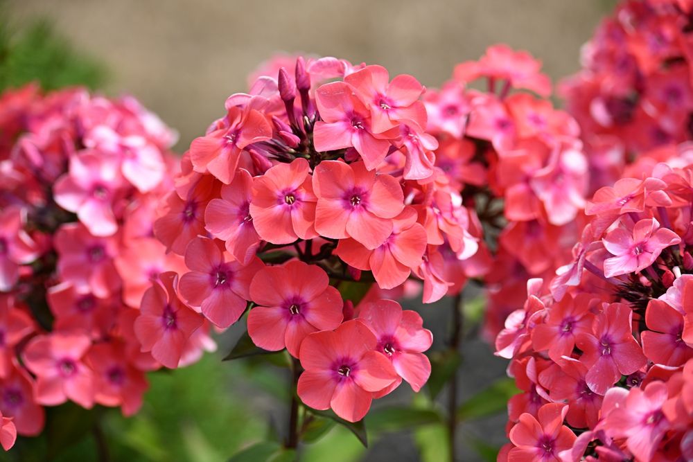 Some bright pink Phlox flowers in the sun. The pink fades to a darker purple in the middle of each little flower.