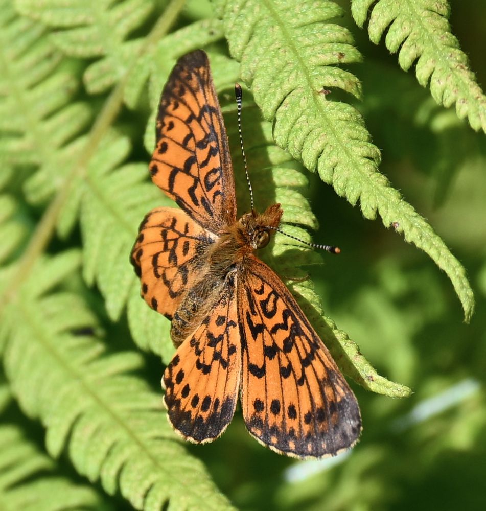 Orange and black butterfly on a fern leaf. The antennae are a black and white stripe pattern, and you can see the fuzzy body of the butterfly. I believe this is a Silver-bordered Fritillary.