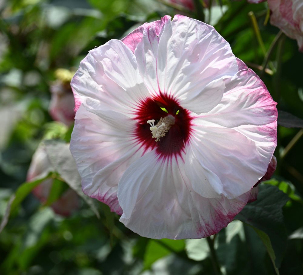 Hibiscus flower with white petals and a darker red center. Picture taken on University of Michigan North Campus.