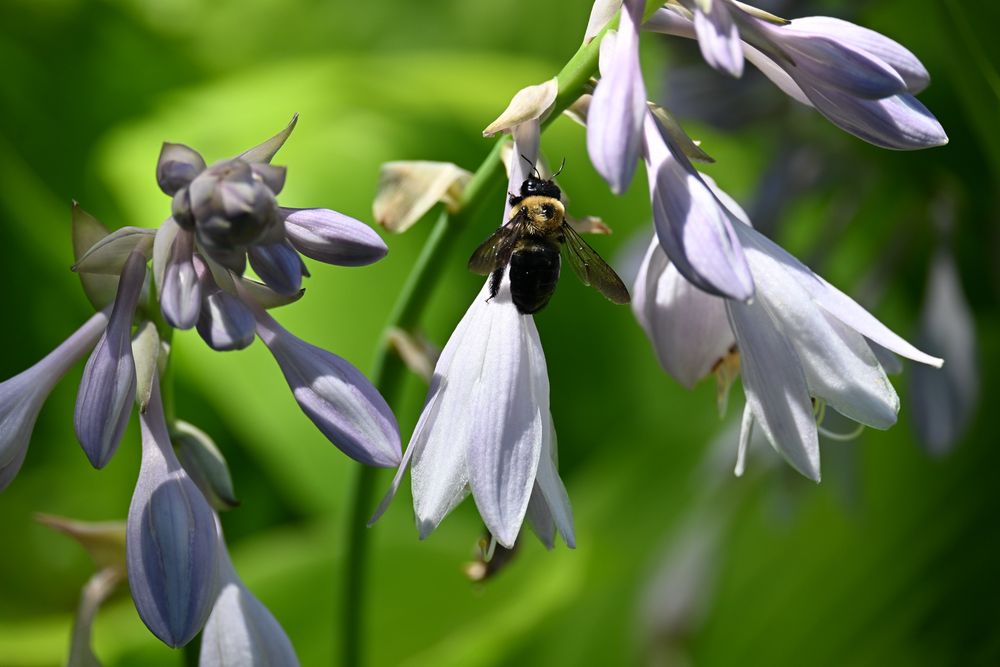 Carpenter bee in a hosta flower in the afternoon sun in Michigan.