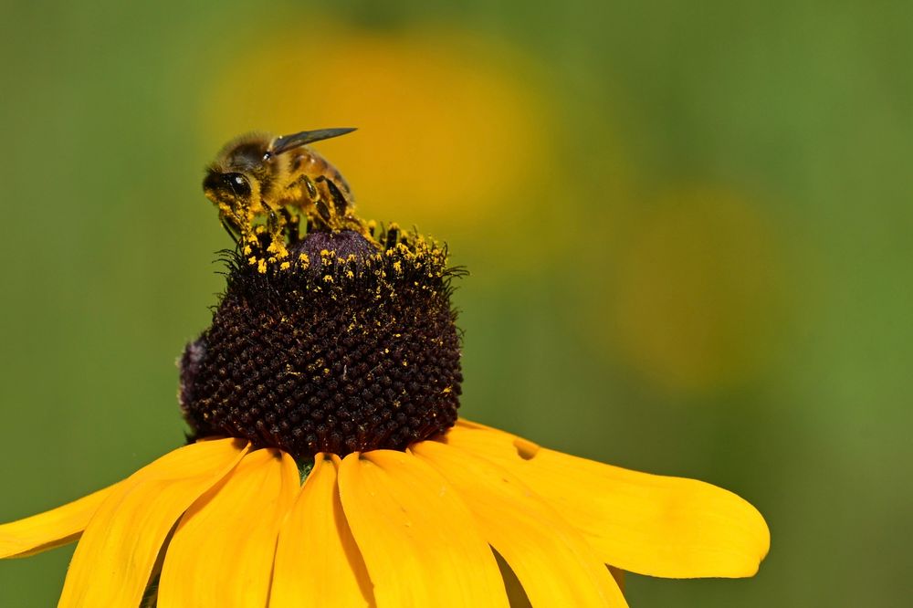 Bee on a Blackeye Susan that is covered in pollen.