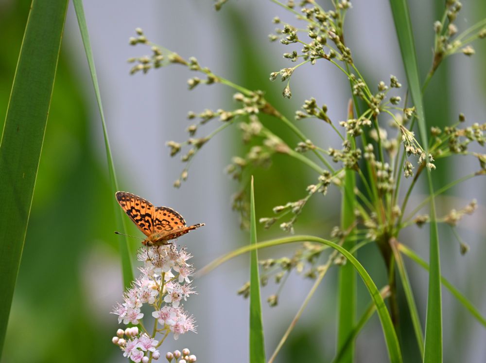 Orange butterfly on a flower 
