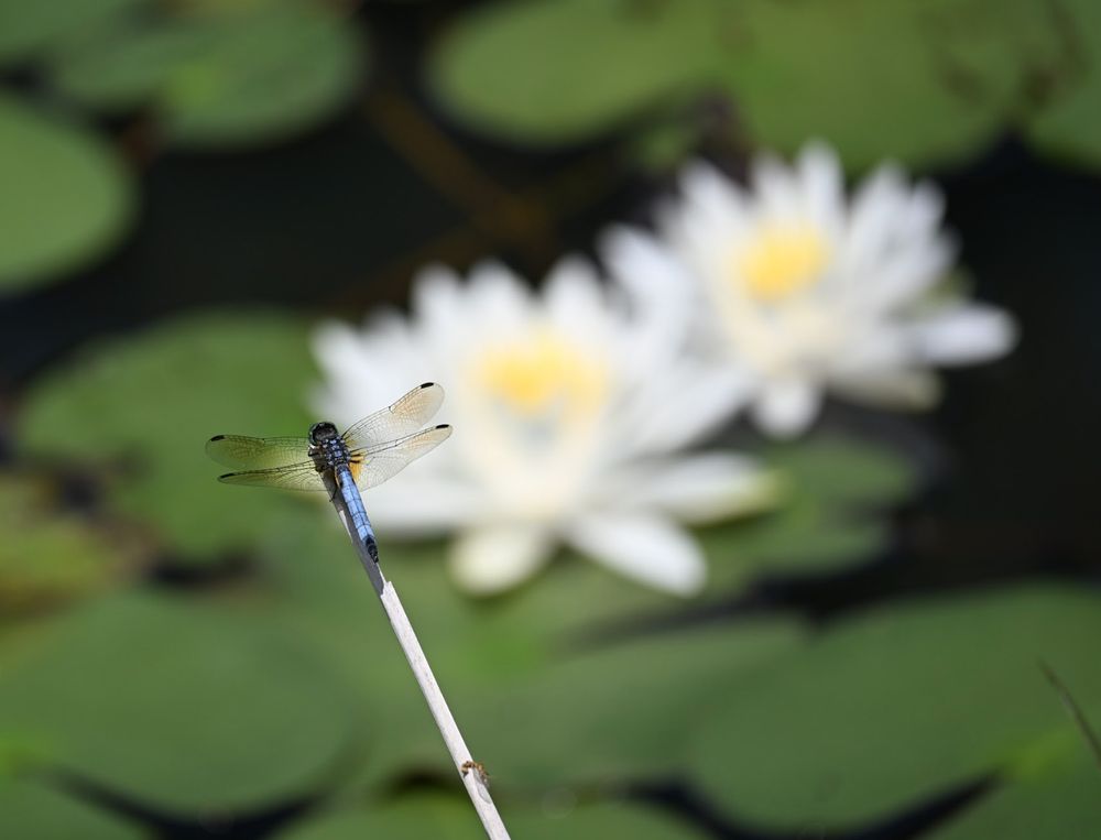 My favorite picture from the GRC. A blue dragonfly with wings extended. You can see white lily pad flowers in the background through the wings. 