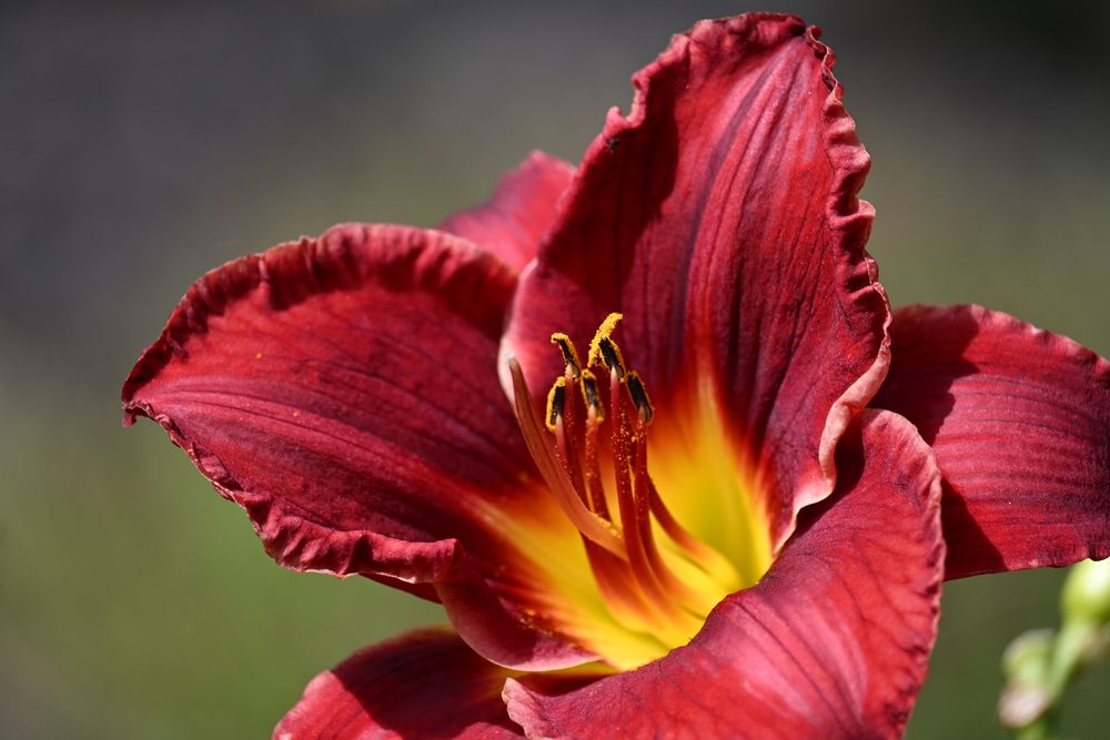 Red daylily with yellow center in the sun. The anther is covered in pollen.