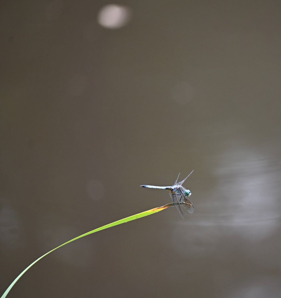Blue dragonfly on a blade of grass