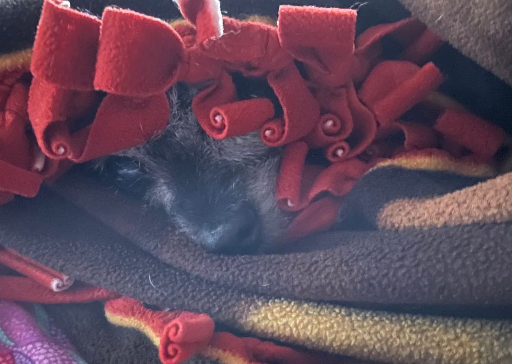 Petunia a black chihuahua mixed breed dog peeking out from under her blanket. 