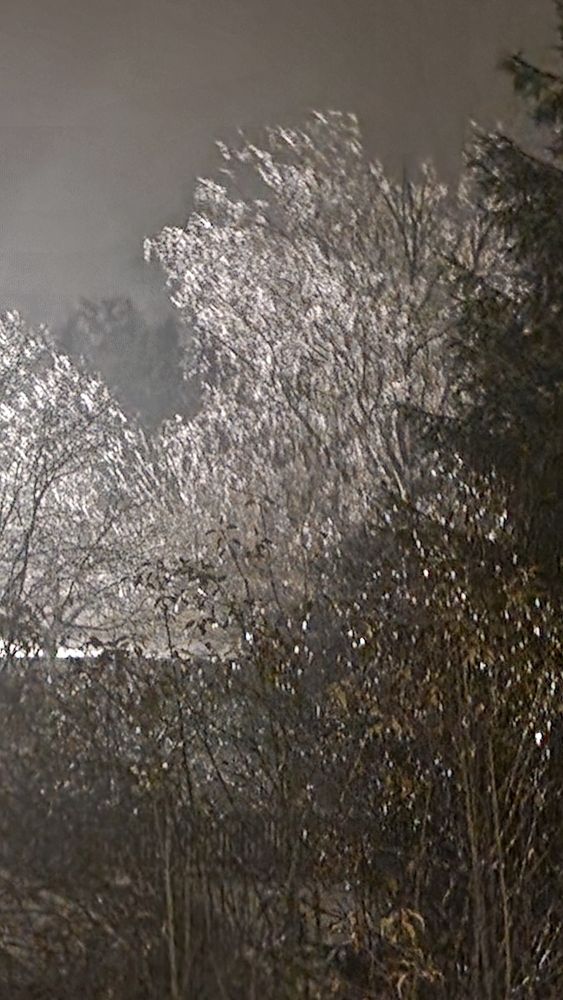 Glitzernde, vereiste Bäume mitten in der Nacht im Flutlicht.