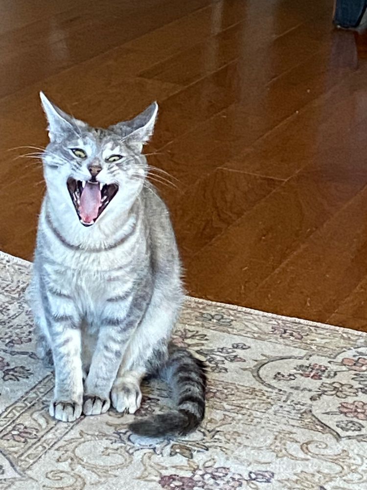 Bunny, stealer of all Q-tips