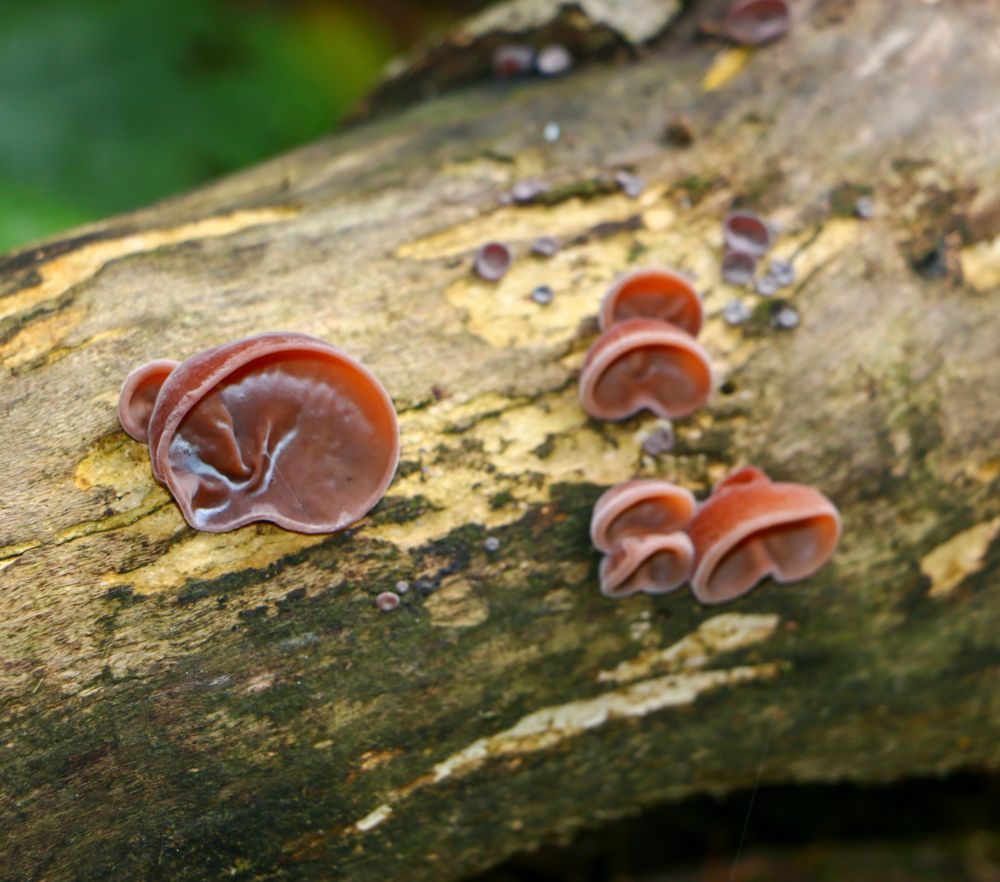 Jelly Ear Mushrooms (brown ear shaped mushrooms on the side of a log).