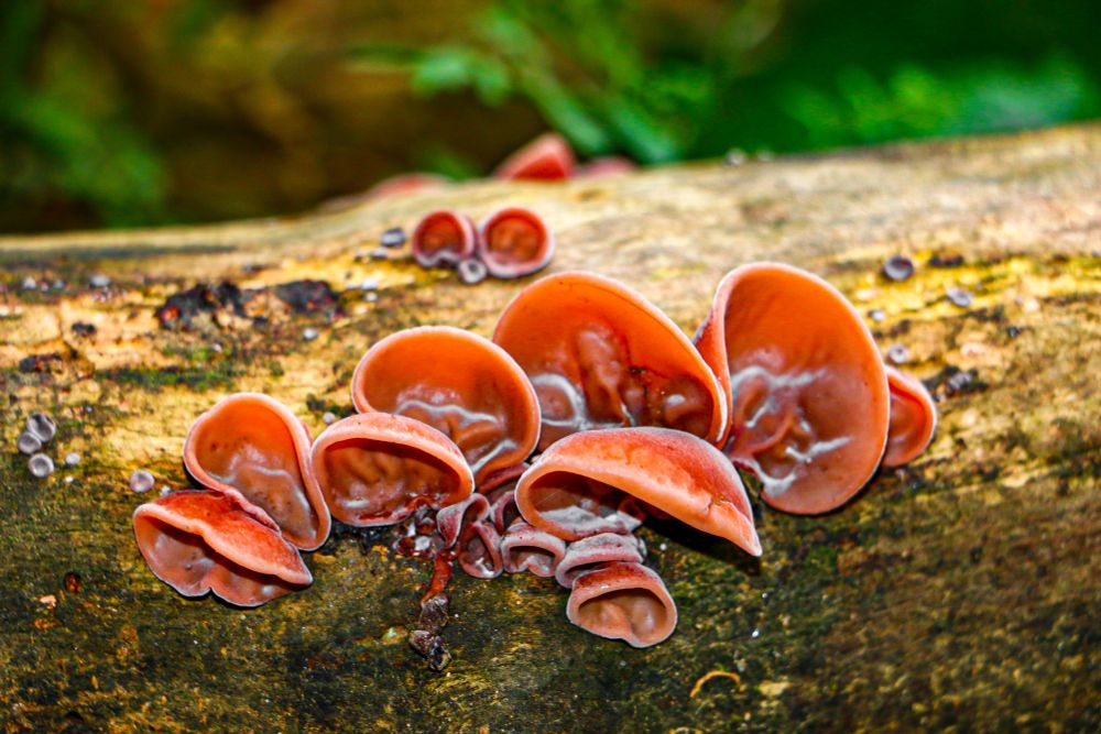 Jelly Ear Mushrooms (brown ear shaped mushrooms on the side of a log).