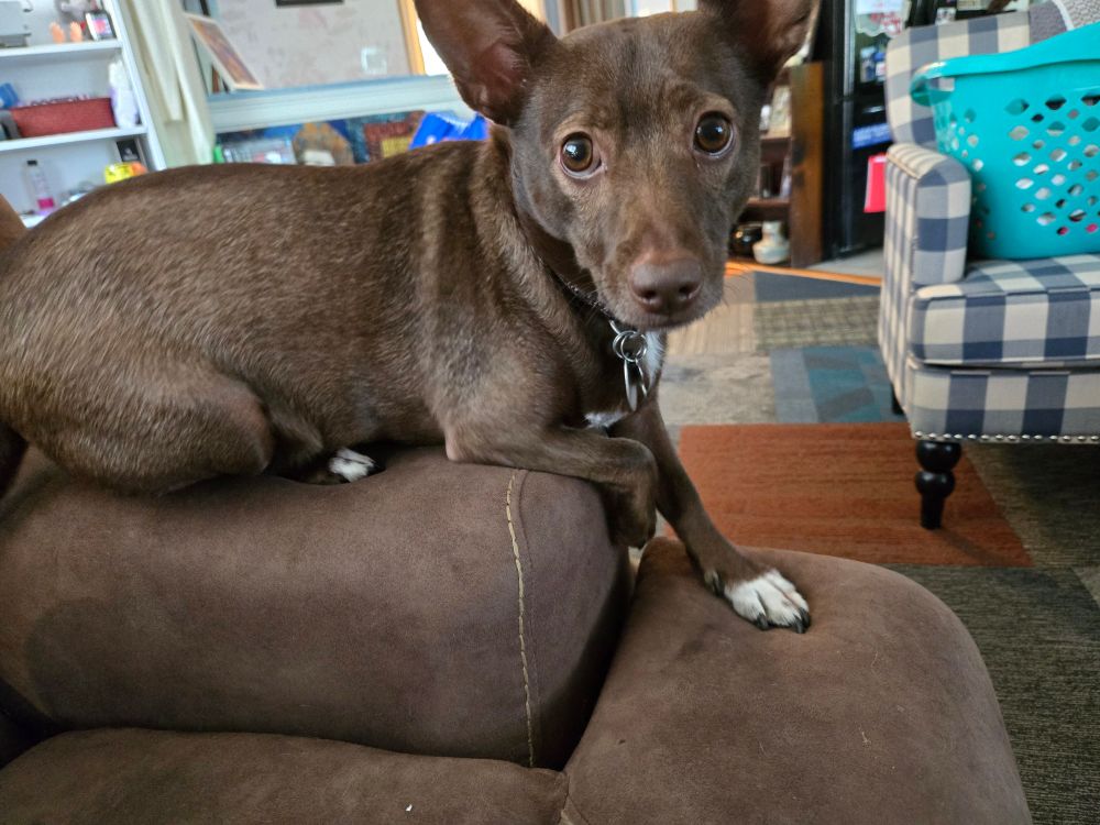 Picture of adorable small brown dog, on the arm of a brown chair, looking at the camera.