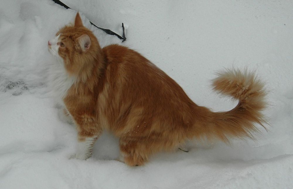 Dicke flauschige rote Katze im Schnee 