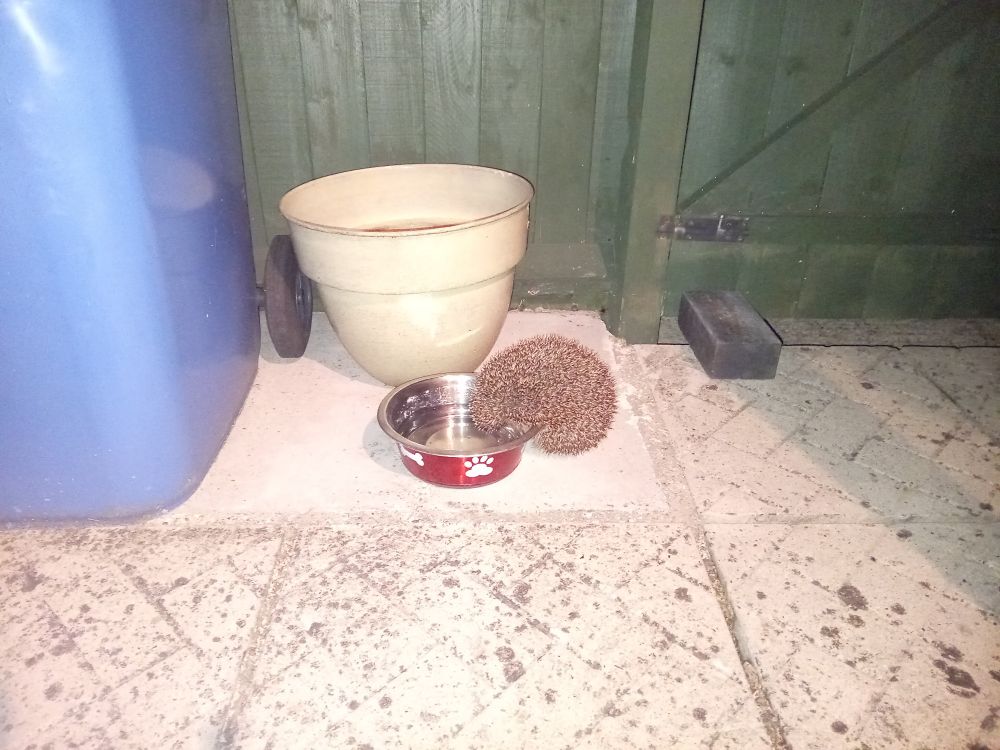 An adult hedgehog with their front paws on the edge of the bowl, having a drink. 