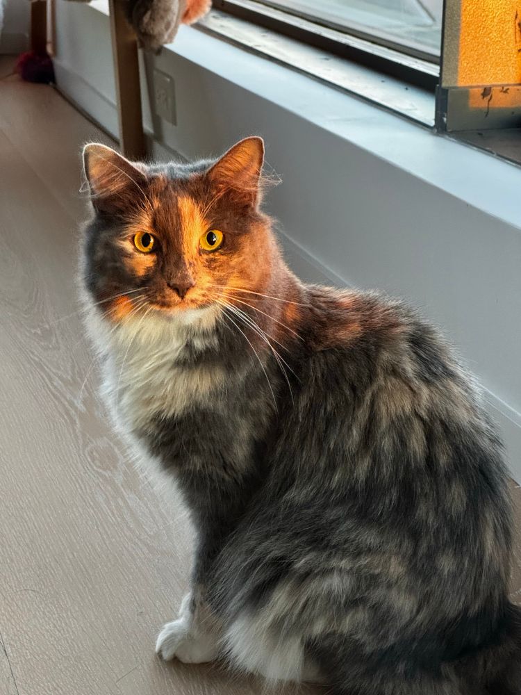A fluffy dilute calico kitty, seated looking over her left shoulder into golden hour sunlight (paid actor)