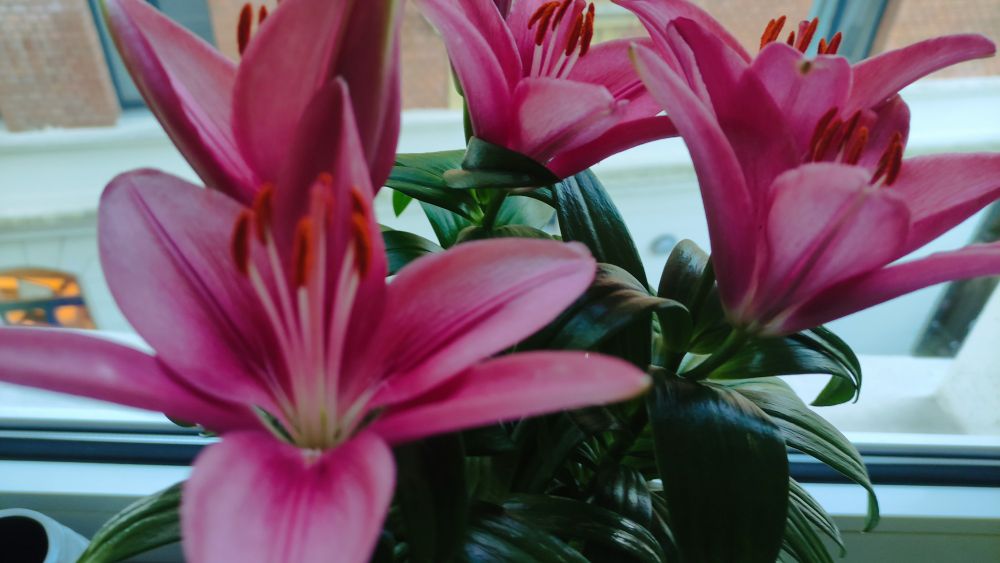 Die Blüten meiner Asiatischen Lilie zeigen sich in kräftigem Rosa.