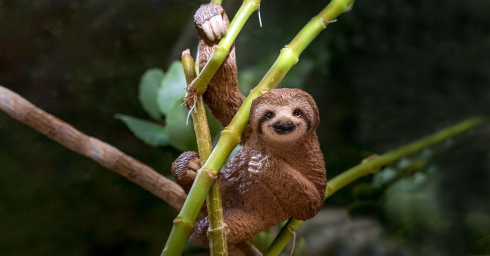 Internationaler Tag des Faultiers - International Sloth Day 2024