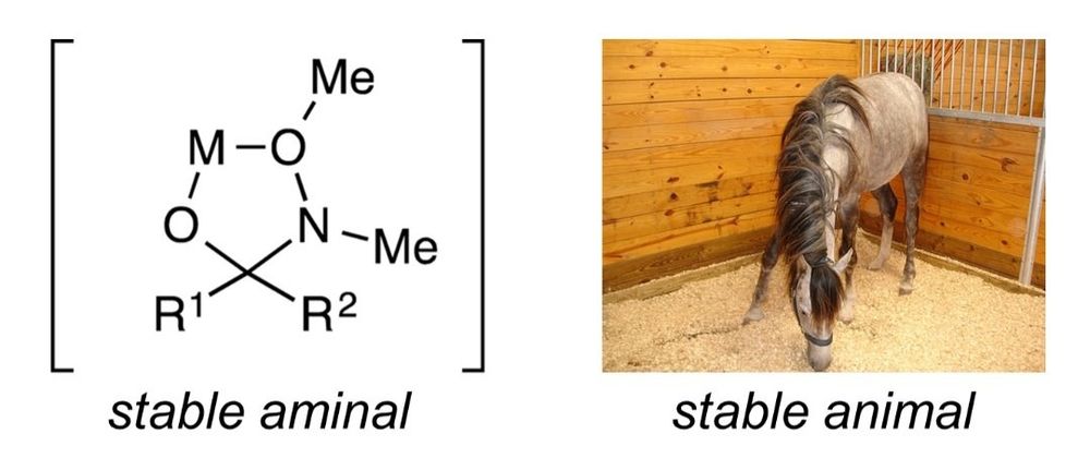 stable aminal vs. stable animal