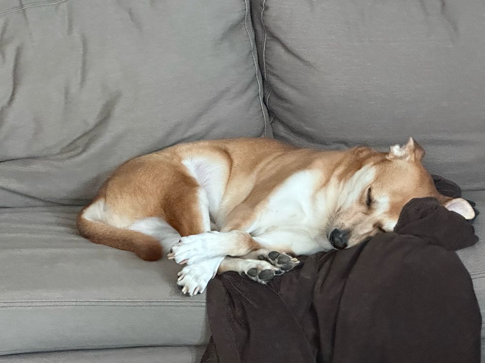 my dog cooper in what i call hog-tie position: all his lil paws bunched up in front of him; sleeping peacefully because he has no duties, no obligations, no thoughts beyond like 3 things (one of which he is doing already)