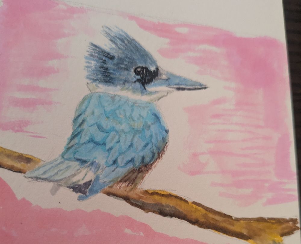 A blue belted kingfisher on a pink background