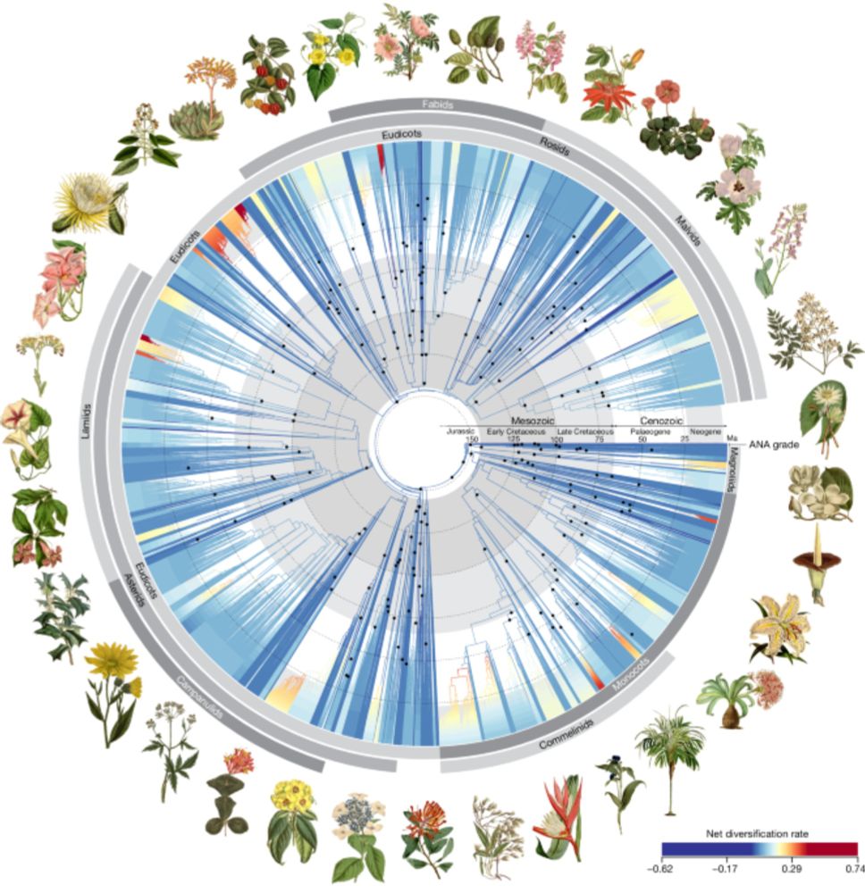 Phylogenomics and the rise of the angiosperms - Nature