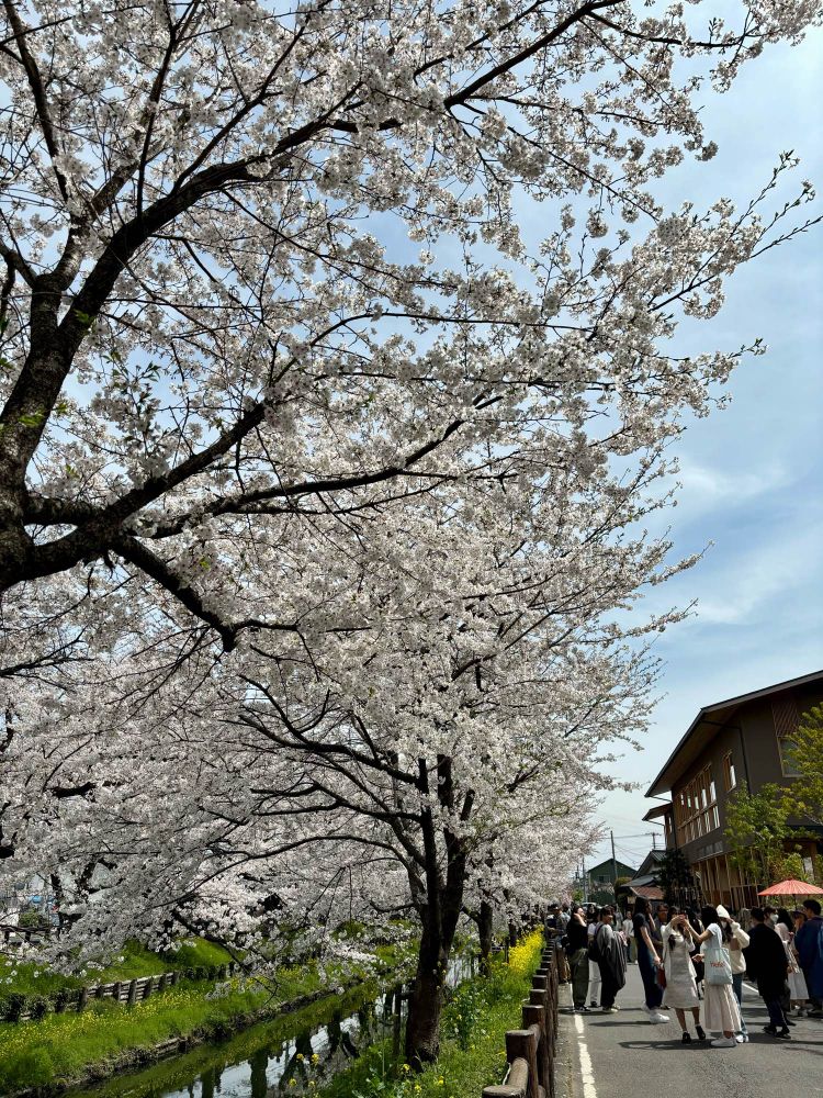 満開の桜並木の写真
