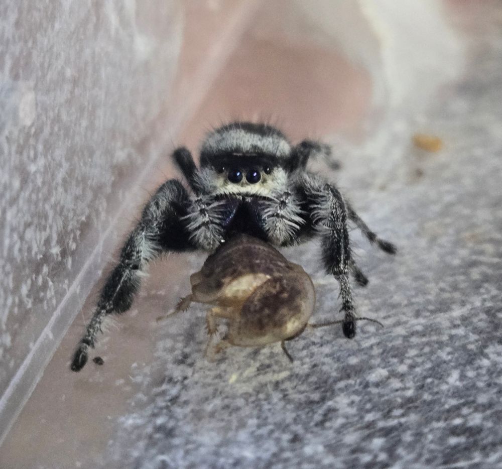 older female jumping spider with roach in her mouth