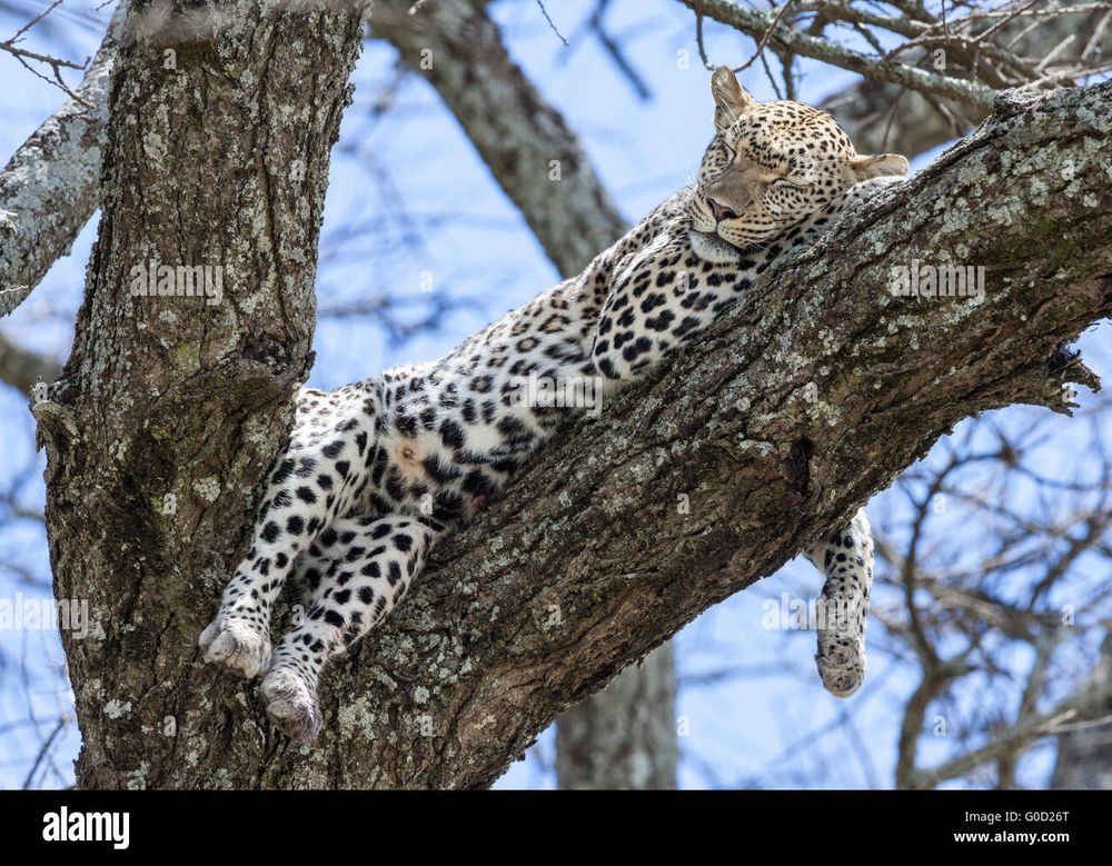 A snow leopard laying asleep across a tree branch