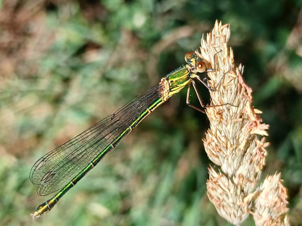 Willow Emerald Damselfly. Presence of a prominent dark green spur on the side of the thorax is characteristic, as are light brown pterostigma. 