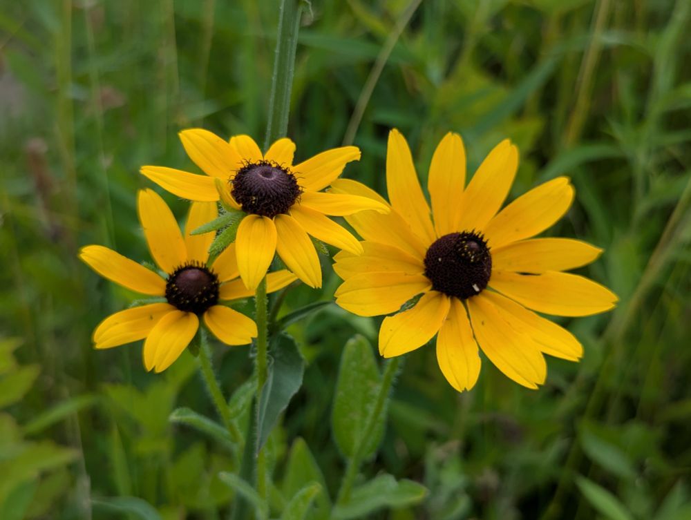 Black Eyed Susan flowers.