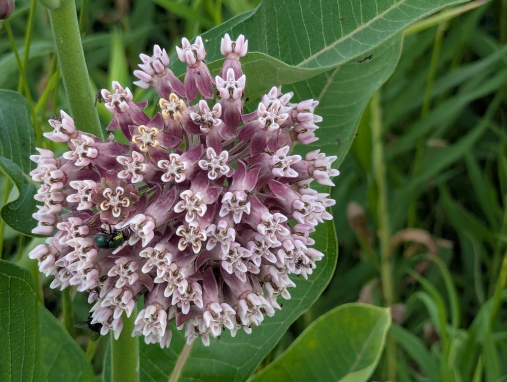 A common milkweed flower.