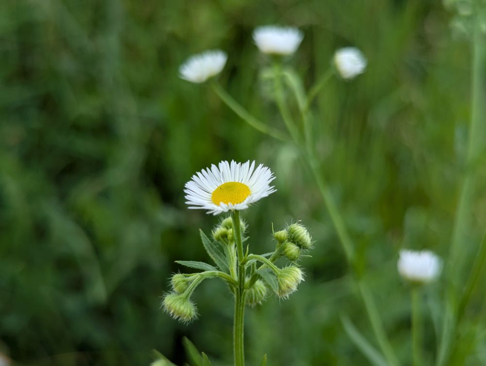 Fleabane flowers. 