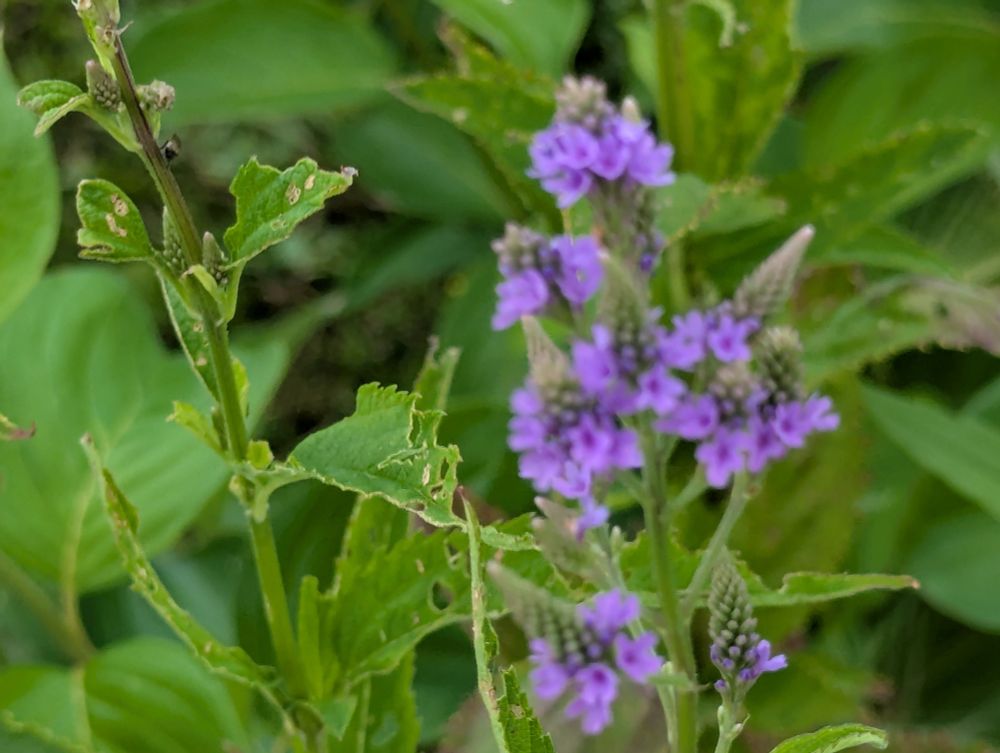 Blue vervain flowers. 
