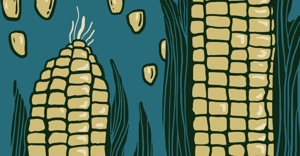 Artistic illustration of corn on the cob against a teal background. The image shows two partial corn cobs with detailed kernels rendered in a beige or light yellow color. The kernels have a stylized, blocky appearance with subtle highlights. Some loose kernels appear to float in the background, and dark green corn husks or leaves frame the edges of the illustration.