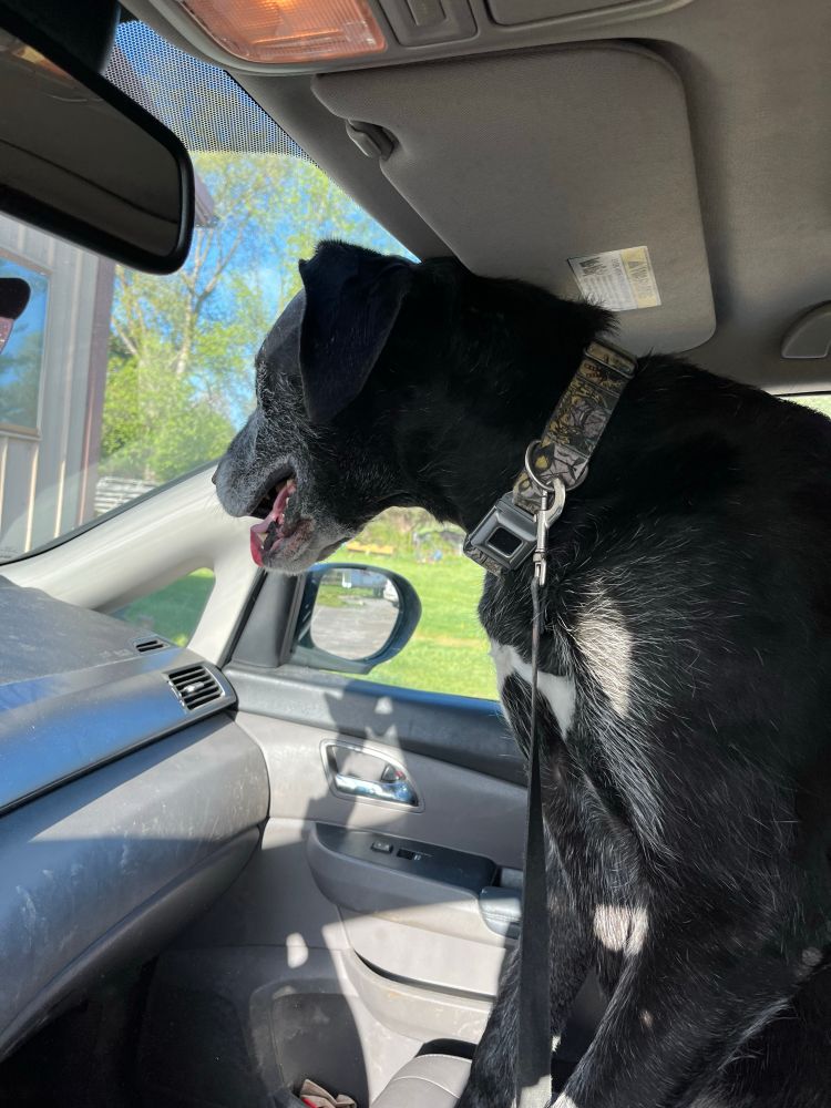 A large black dog (Irish wolfhound/ Great Dane mix) sits in the passenger seat of a van, excitedly watching the world out the window.