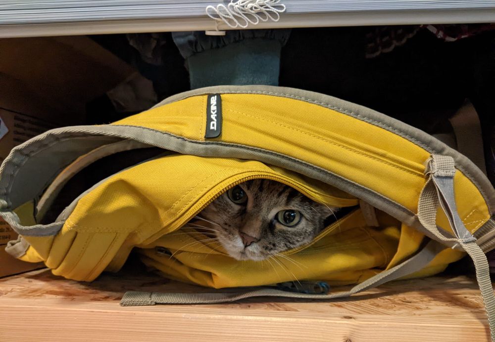 kleine katze lugt aus einem rucksack