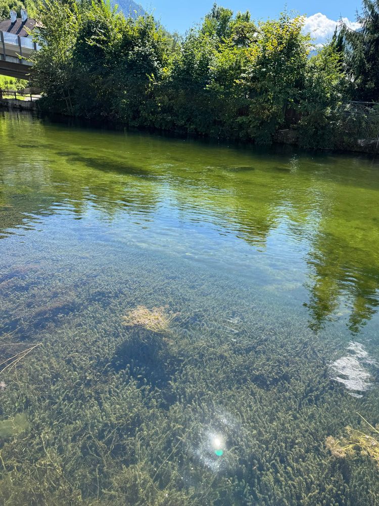 flusswasser mit wasserpflanzen 