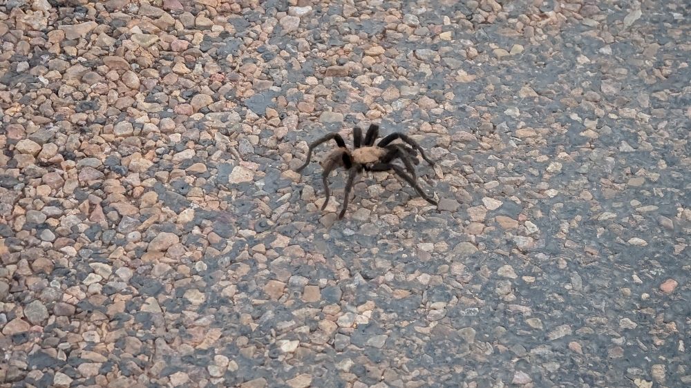 A tarantula meandering across the road, minding its own business to get to the brush on the other side. Greyish brown body with dark brown, almost black, hairy legs. It was probably the size of a large tea saucer with legs spread out. Not a fan of spiders normally myself, but these dudes are cool and chill. Still wouldnt want to find one right next to me though lol.