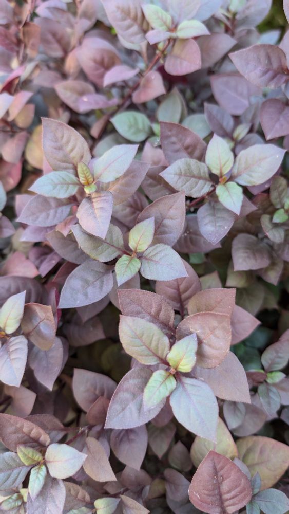 Close up photo of some sort of ground coverage plant with tear-shaped leaves in pale, pastel, purples and greens.