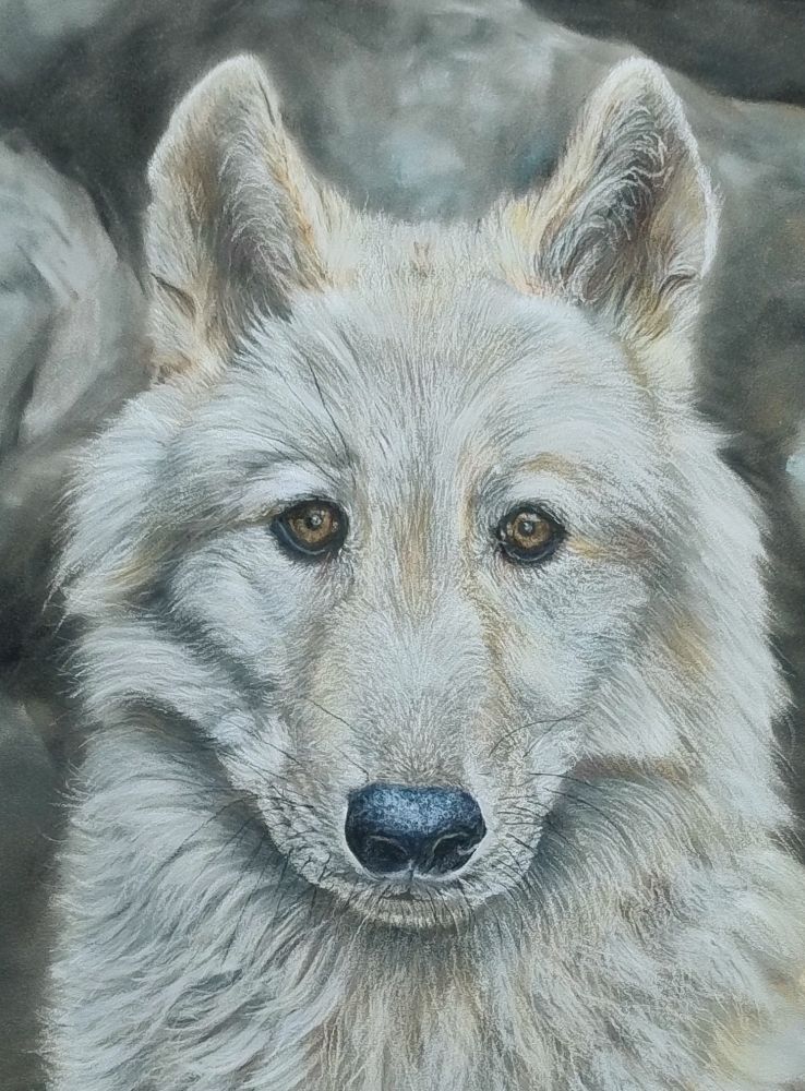 A head pastel portrait of a wolf which is white and grey fur with orangy brown tufts looking directly out at the viewer, with a dark background of stone. 