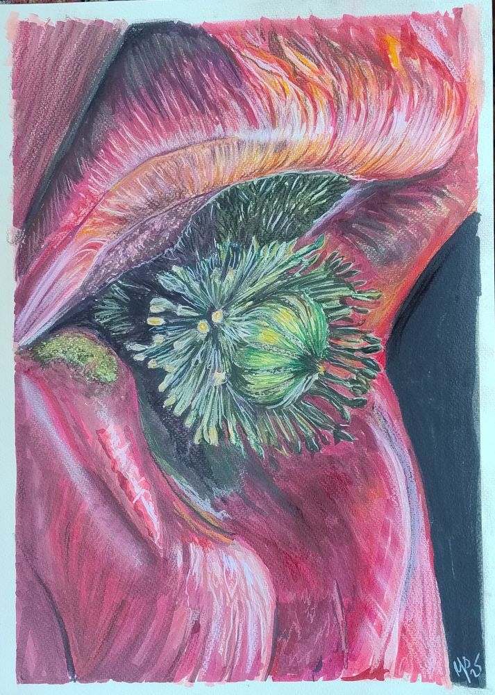 An up close  and cropped drawing of a deep red poppy in an illustrative style 