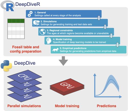 A schematic explaining the analytical pipeline for using DeepDiveR and DeepDive. DeepDiveR helps users to convert their fossil data into the appropriate input format for DeepDive, as well as to prepare the configuration file describing the analysis settings. These two files can then be run in the Python library DeepDive. DeepDive uses the data to simulate diversity curves and sampling scenarios, and trains a model on the relationship between the two, allowing subsequent inference of the ‘true’ diversity curve from an incomplete and biased empirical fossil record.