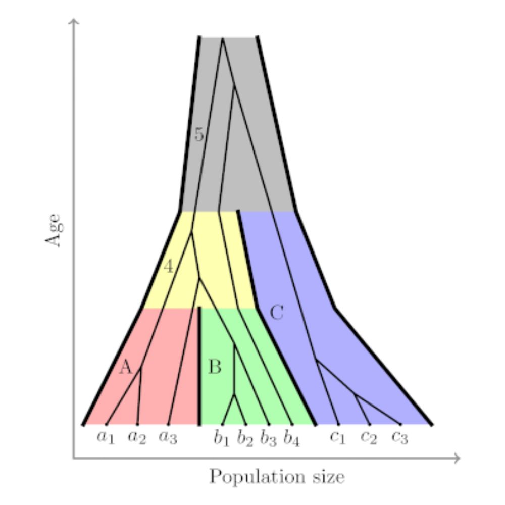 Bayesian phylogenetic inference with BEAST2