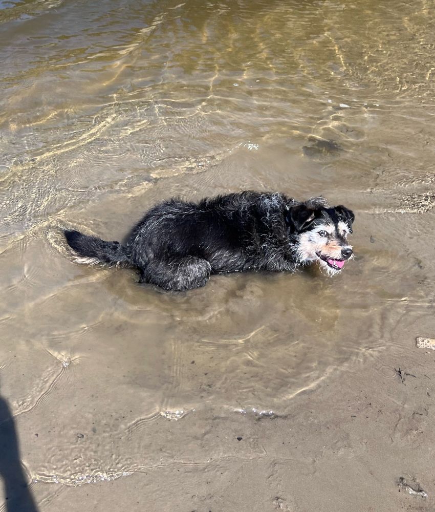 Happy dog!


